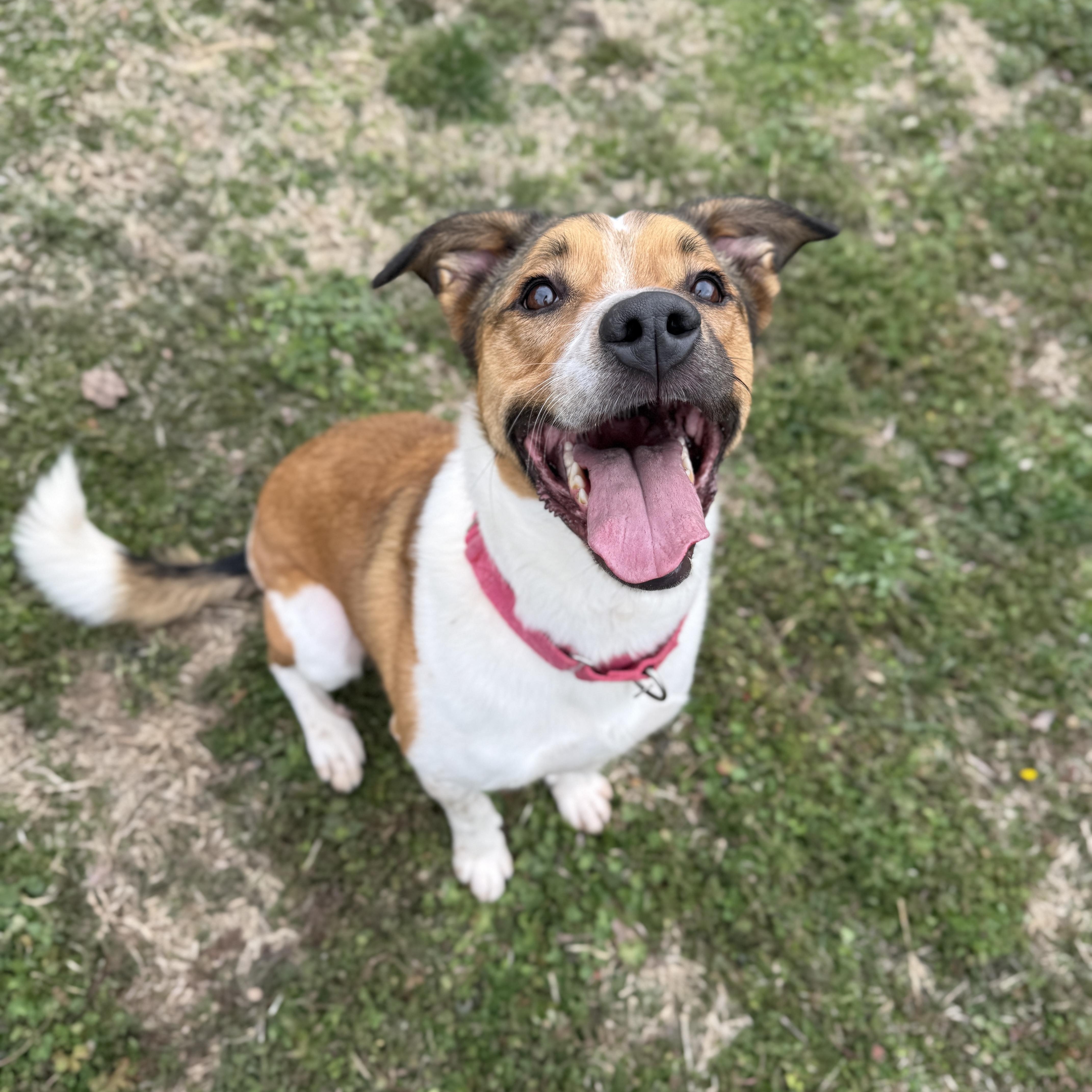Maise, a Adoptable mixed breed in Springfield, MO image 1/6