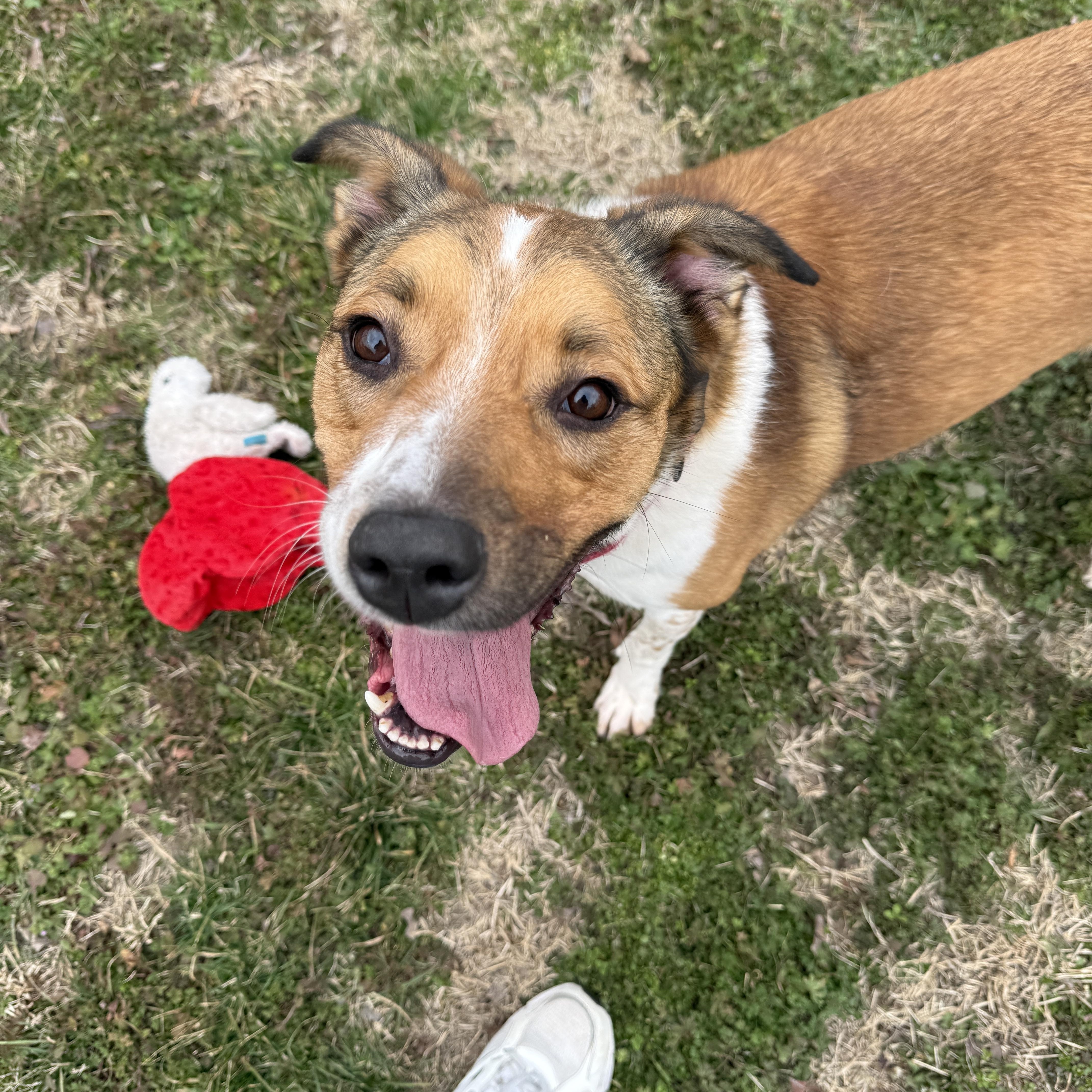 Maise, a Adoptable mixed breed in Springfield, MO image 2/6