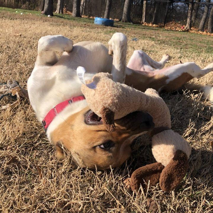 Maise, a Adoptable mixed breed in Springfield, MO image 4/6