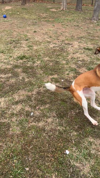 Enlarge Maise, a Adoptable mixed breed in Springfield, MO video 6/6