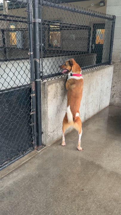 Enlarge Maise, a Adoptable mixed breed in Springfield, MO video 6/6