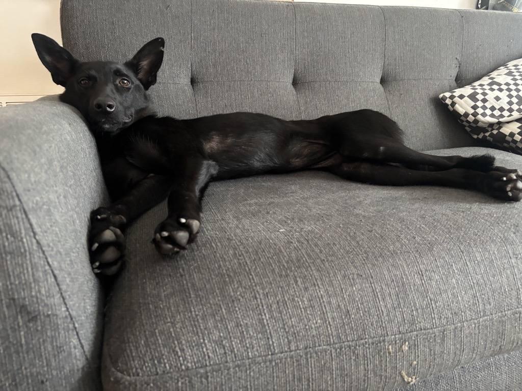 Enlarge Suni, a Adoptable mixed breed in St. Petersburg, FL image 4/6