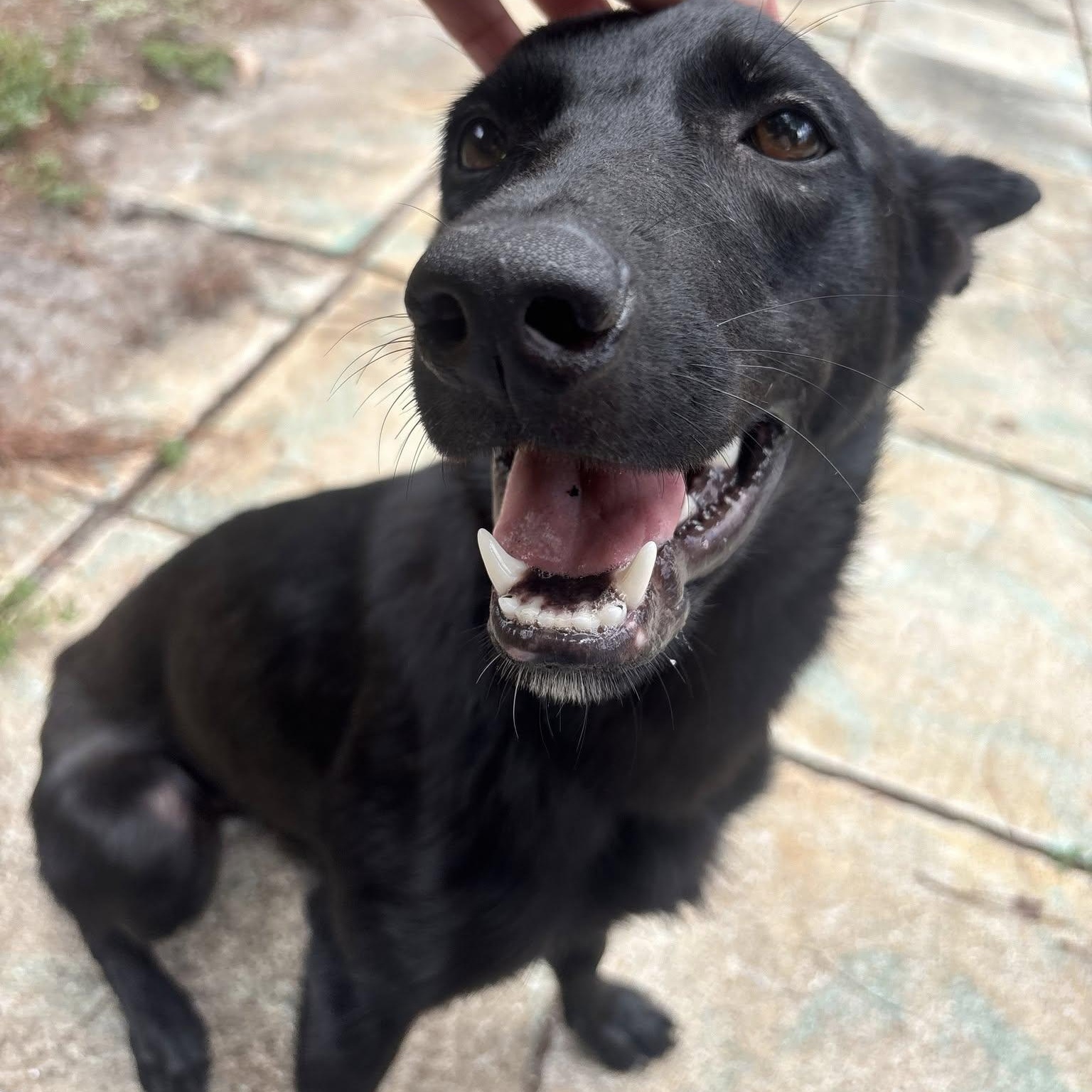 Enlarge Suni, a Adoptable mixed breed in St. Petersburg, FL image 2/6