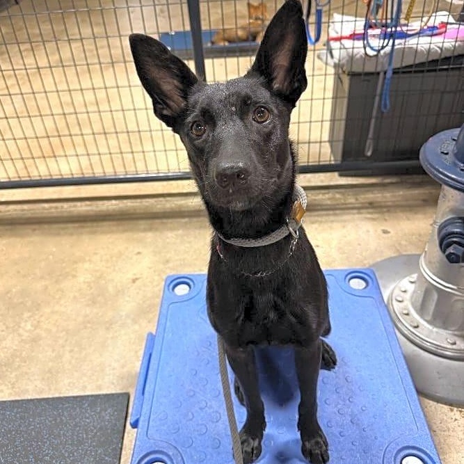 Enlarge Suni, a Adoptable mixed breed in St. Petersburg, FL image 3/6