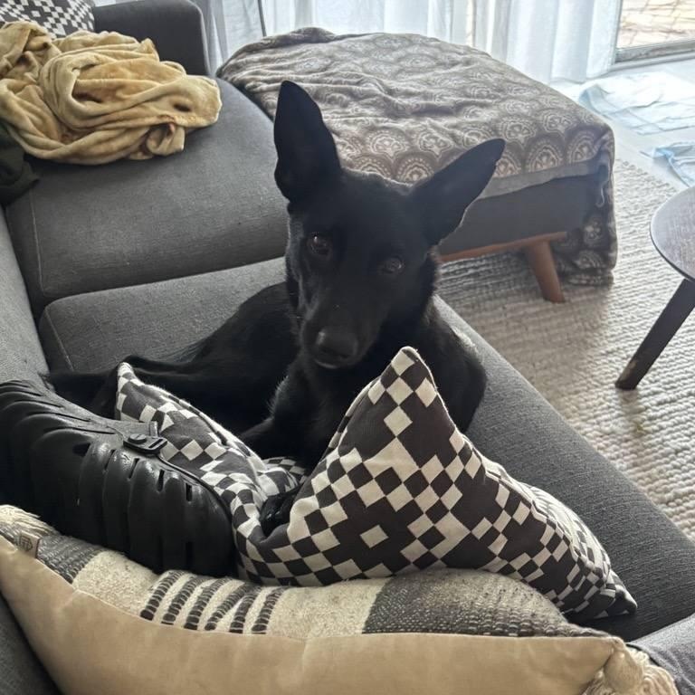 Enlarge Suni, a Adoptable mixed breed in St. Petersburg, FL image 5/6