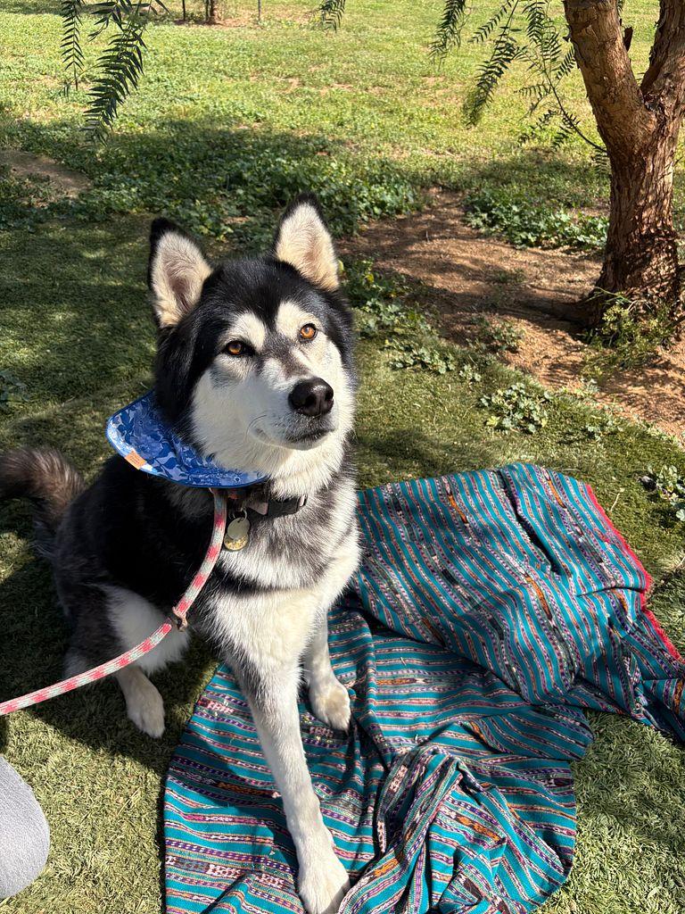 Enlarge Kayla is Amazing!!, an adoptable mixed breed in Studio City, CA image 2/5