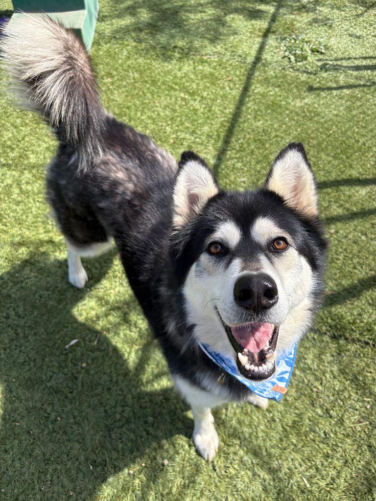 Enlarge Kayla is Amazing!!, an adoptable mixed breed in Studio City, CA image 4/5