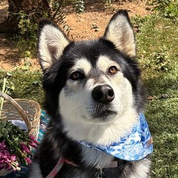 Enlarge Kayla is Amazing!!, an adoptable mixed breed in Studio City, CA image 5/5