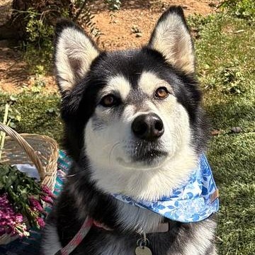 Kayla is Amazing!!, adoptable, Adult Female Alaskan Malamute & Husky.