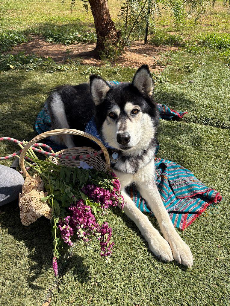 Kayla is Amazing!!, adoptable, Adult Female Alaskan Malamute & Husky.