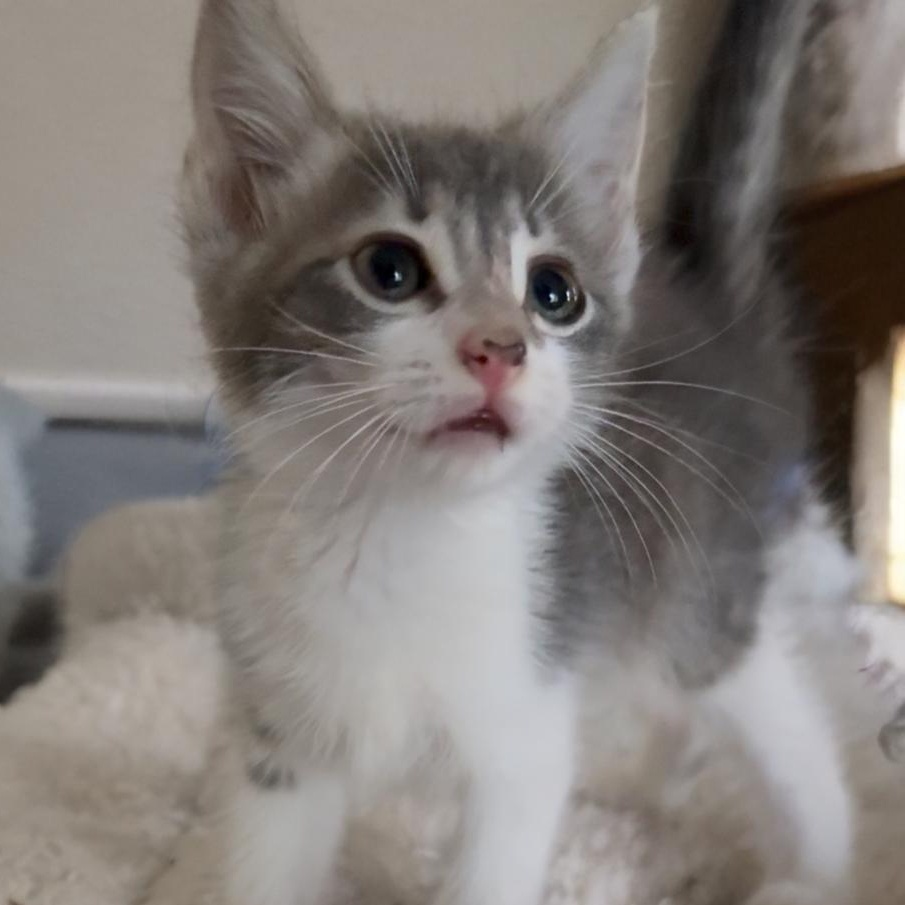 Jack — thumbnail 2