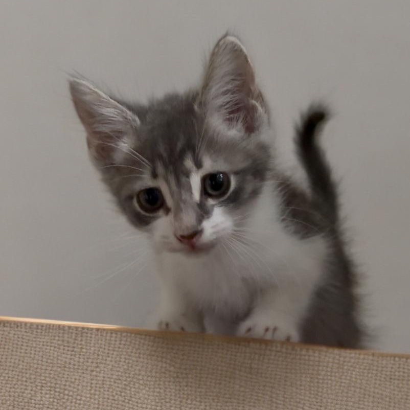 Jack — thumbnail 3