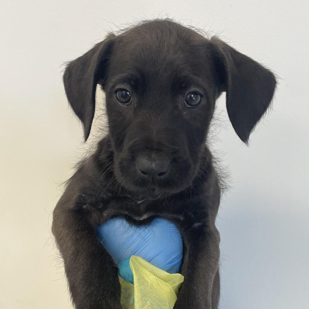 Enlarge Bugs Bunny, a Adoptable mixed breed in Nashville, TN image 1/1