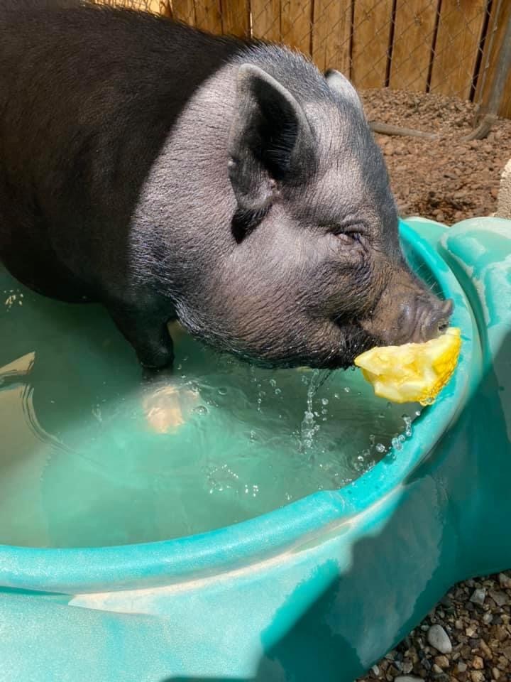 Leroy and Mike, a Adoptable Pig in St. George, UT image 1/12