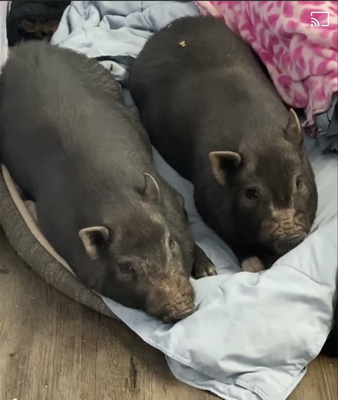 Leroy and Mike, a Adoptable Pig in St. George, UT image 2/12