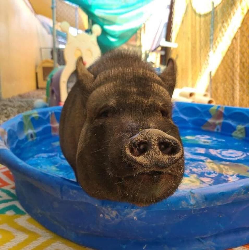 Leroy and Mike, a Adoptable Pig in St. George, UT image 3/12