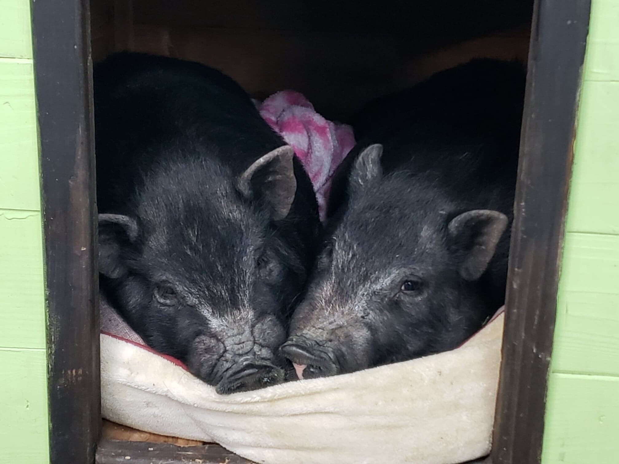 Leroy and Mike, a Adoptable Pig in St. George, UT image 4/12