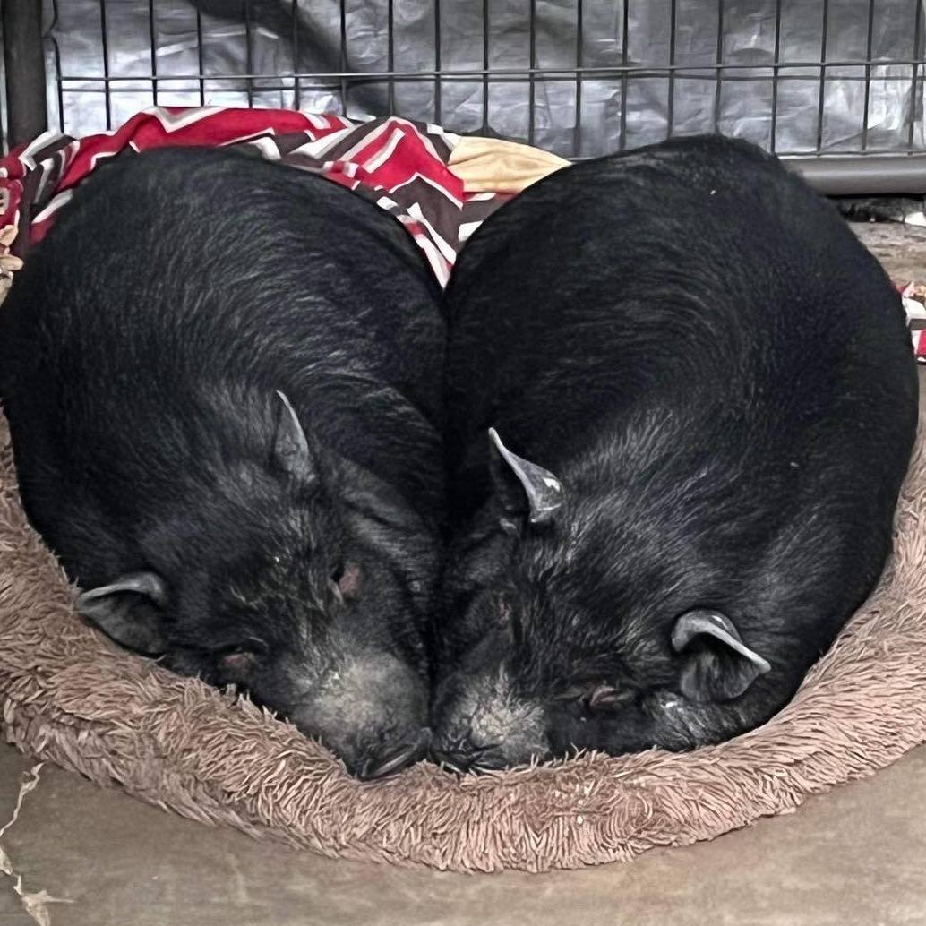 Leroy and Mike, a Adoptable Pig in St. George, UT image 5/12