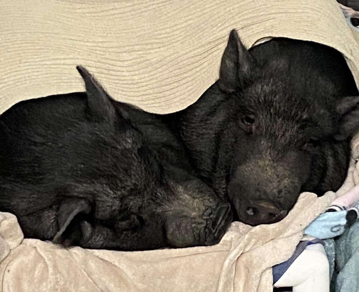 Leroy and Mike, a Adoptable Pig in St. George, UT image 6/12