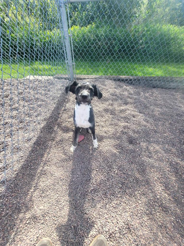 Scrappy, a Adoptable mixed breed in Medford, WI image 1/2