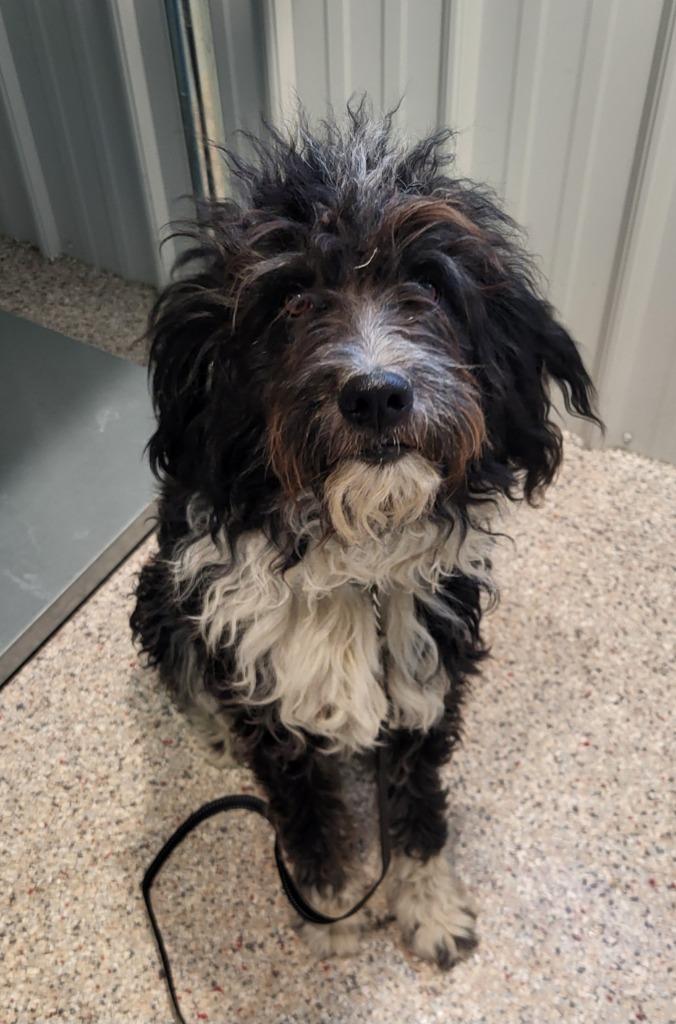 Scrappy, a Adoptable mixed breed in Medford, WI image 2/2