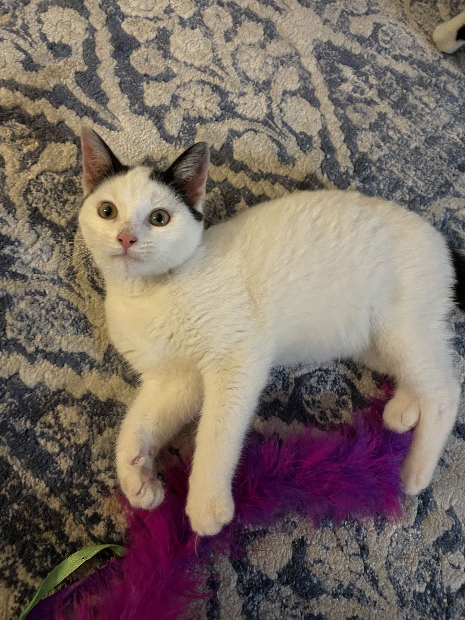 Enlarge Little T, a Adoptable Domestic Short Hair in Rockaway, NJ image 2/4