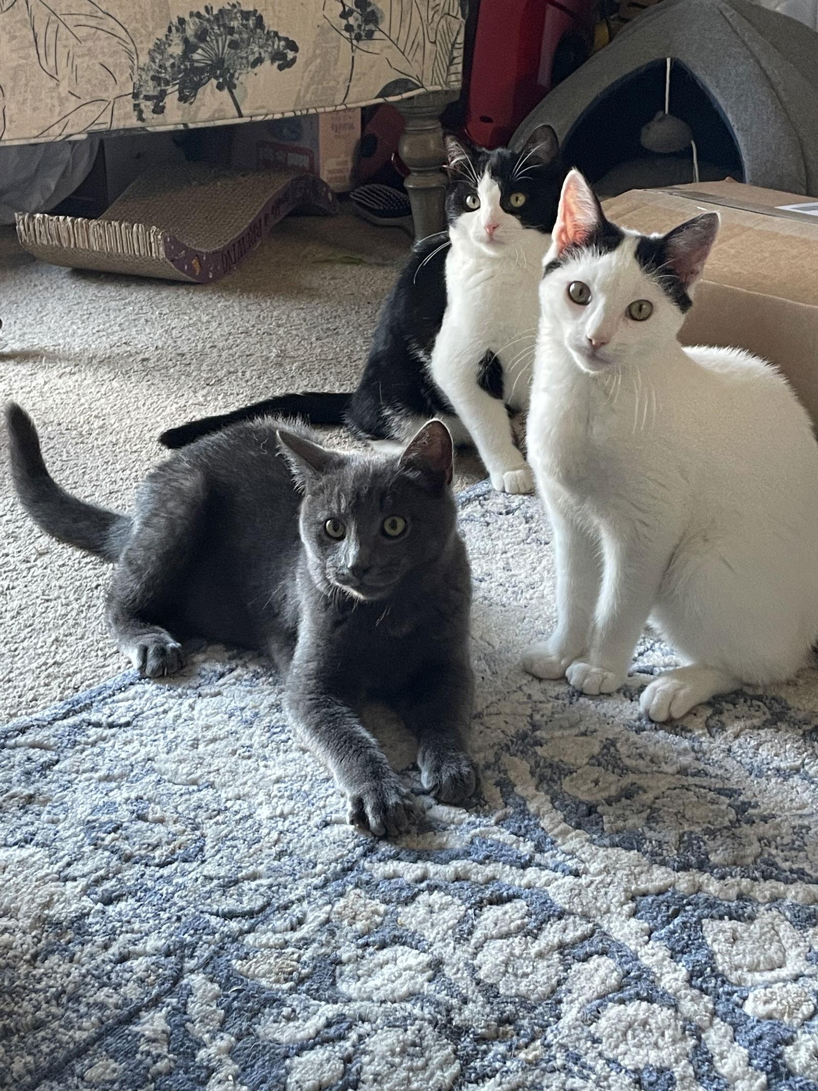 Little T, Adoptable, Adult Male Domestic Short Hair.