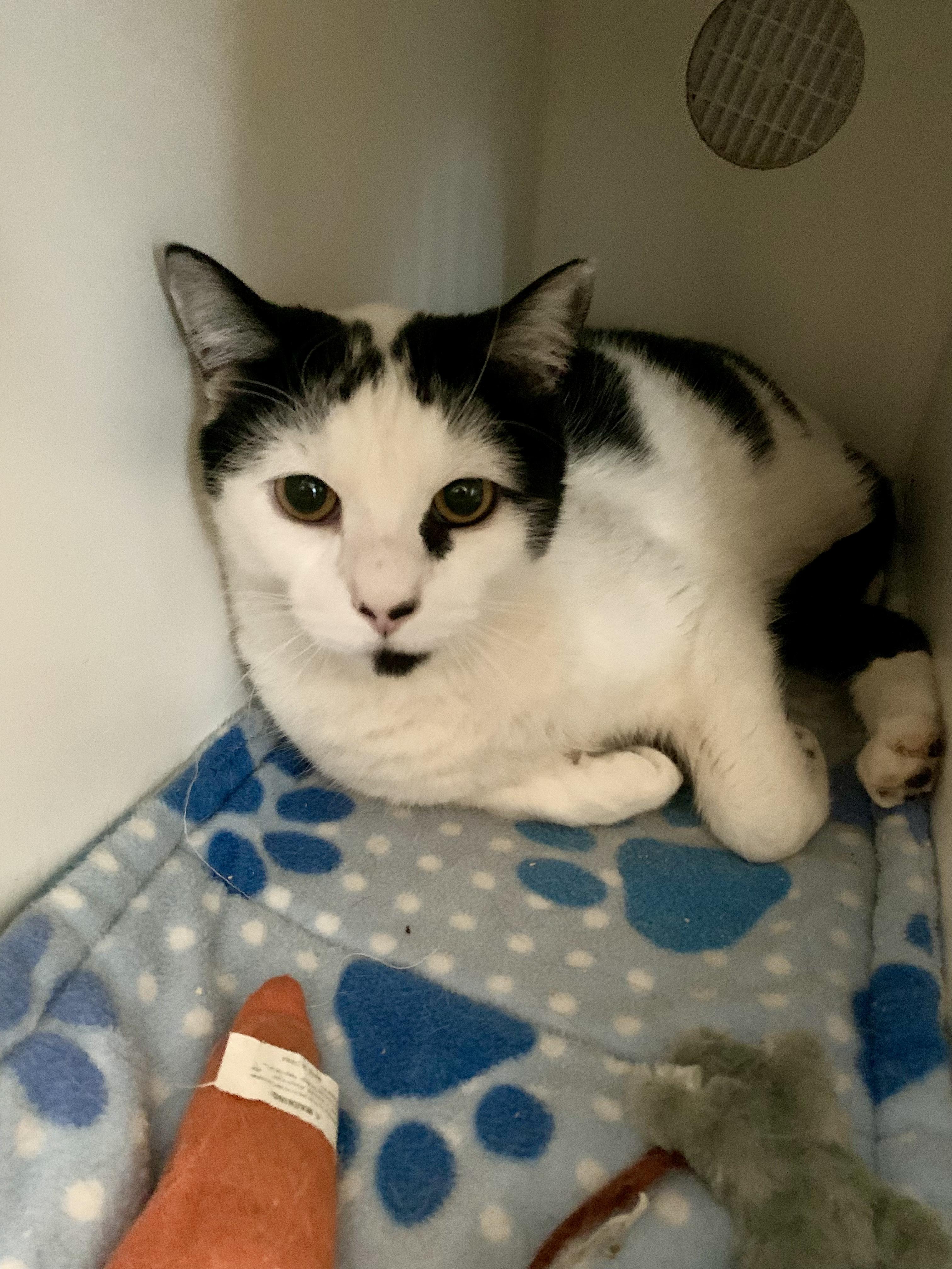 Parsley, Adoptable, Adult Male Domestic Short Hair.