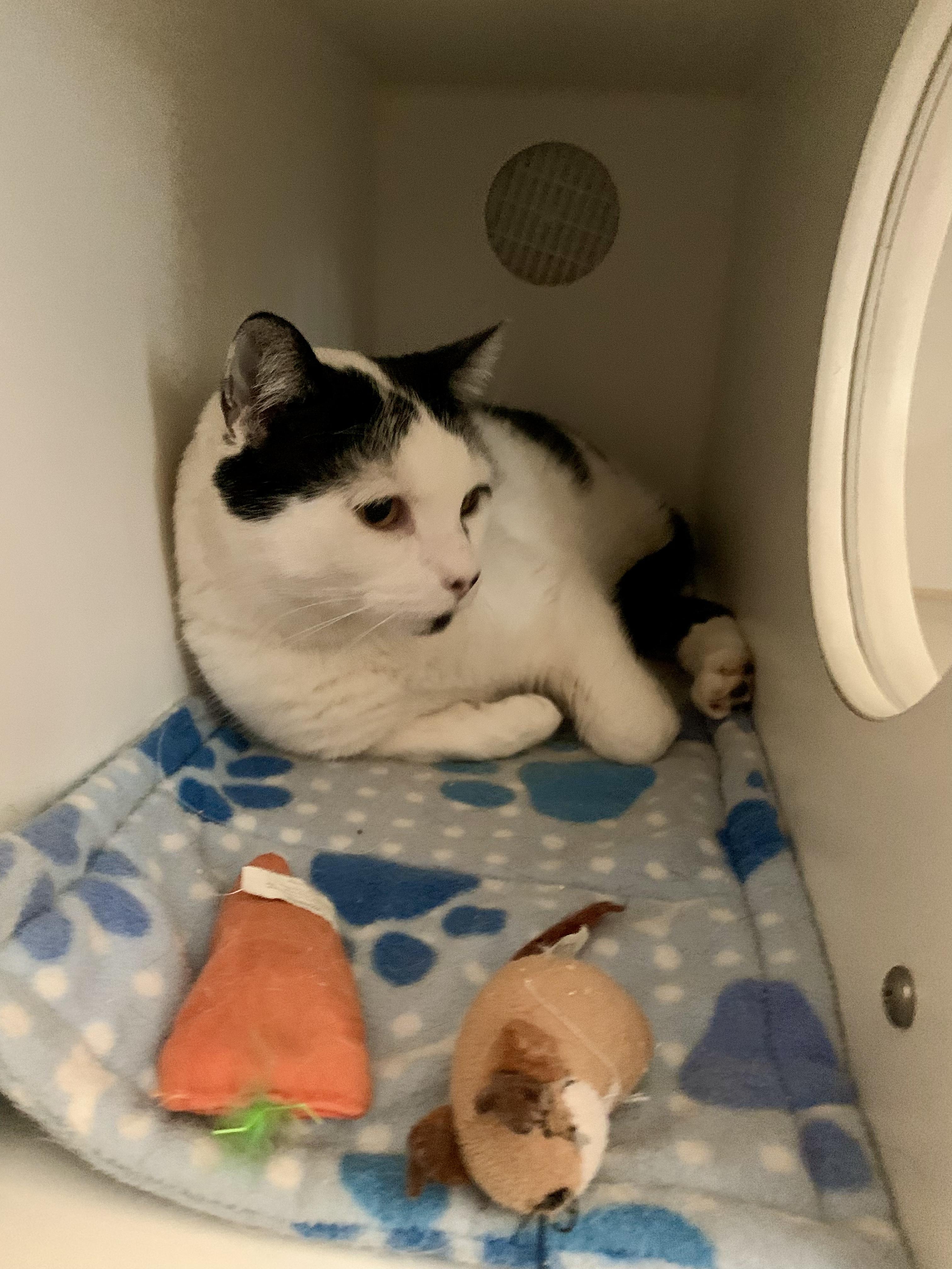 Enlarge Parsley, a Adoptable Domestic Short Hair in Grass Valley, CA image 3/4