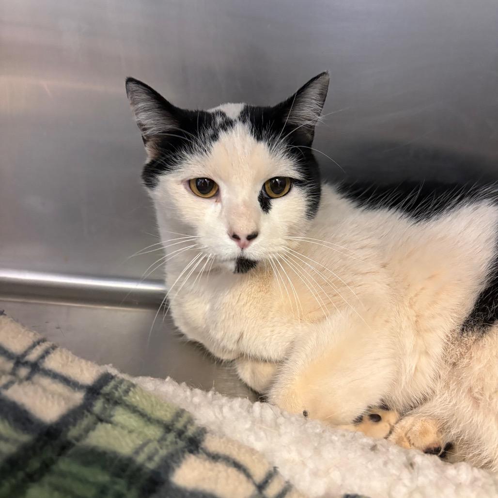 Enlarge Parsley, a Adoptable Domestic Short Hair in Grass Valley, CA image 2/4