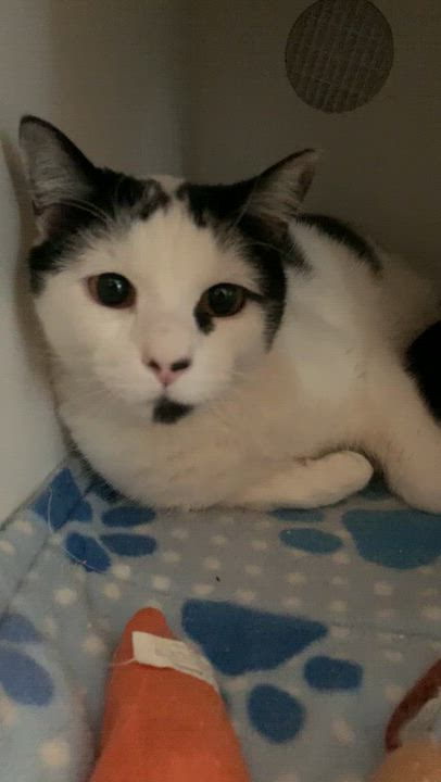Enlarge Parsley, a Adoptable Domestic Short Hair in Grass Valley, CA video 4/4