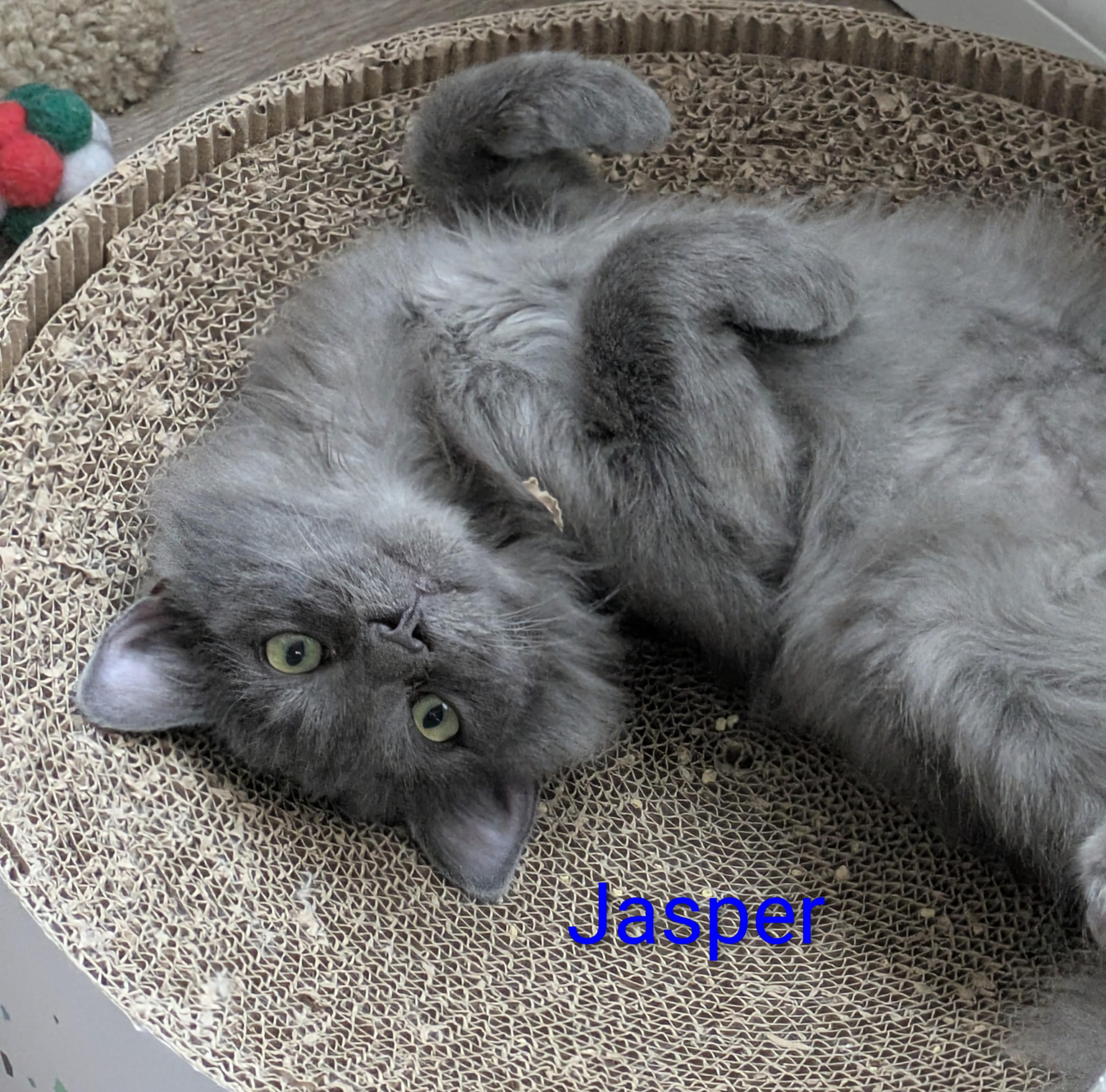 Jasper, ADOPTABLE, Young Male Domestic Long Hair.