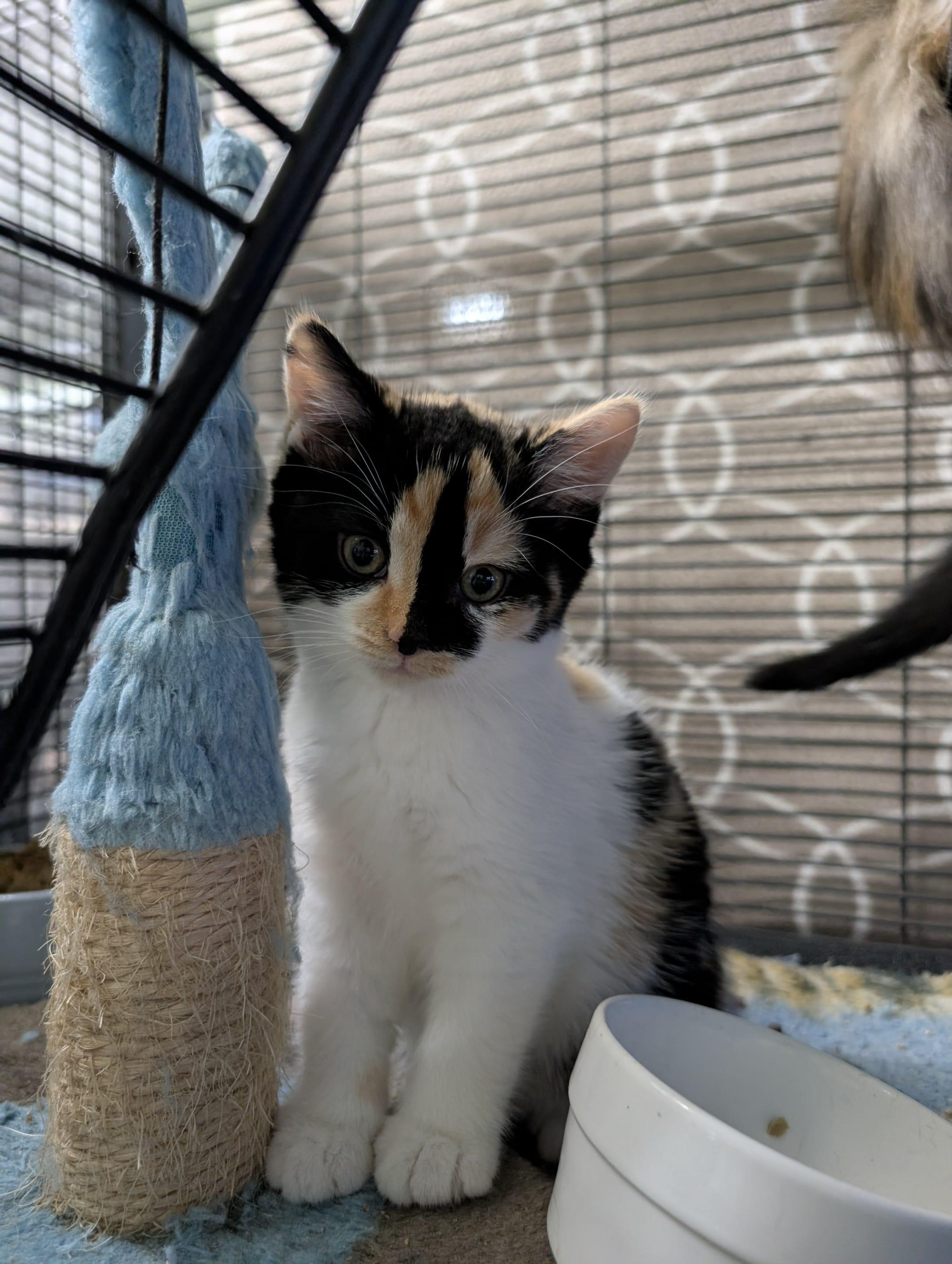 Enlarge OPHELIA, an adopted Domestic Short Hair in Tillsonburg, ON image 4/4