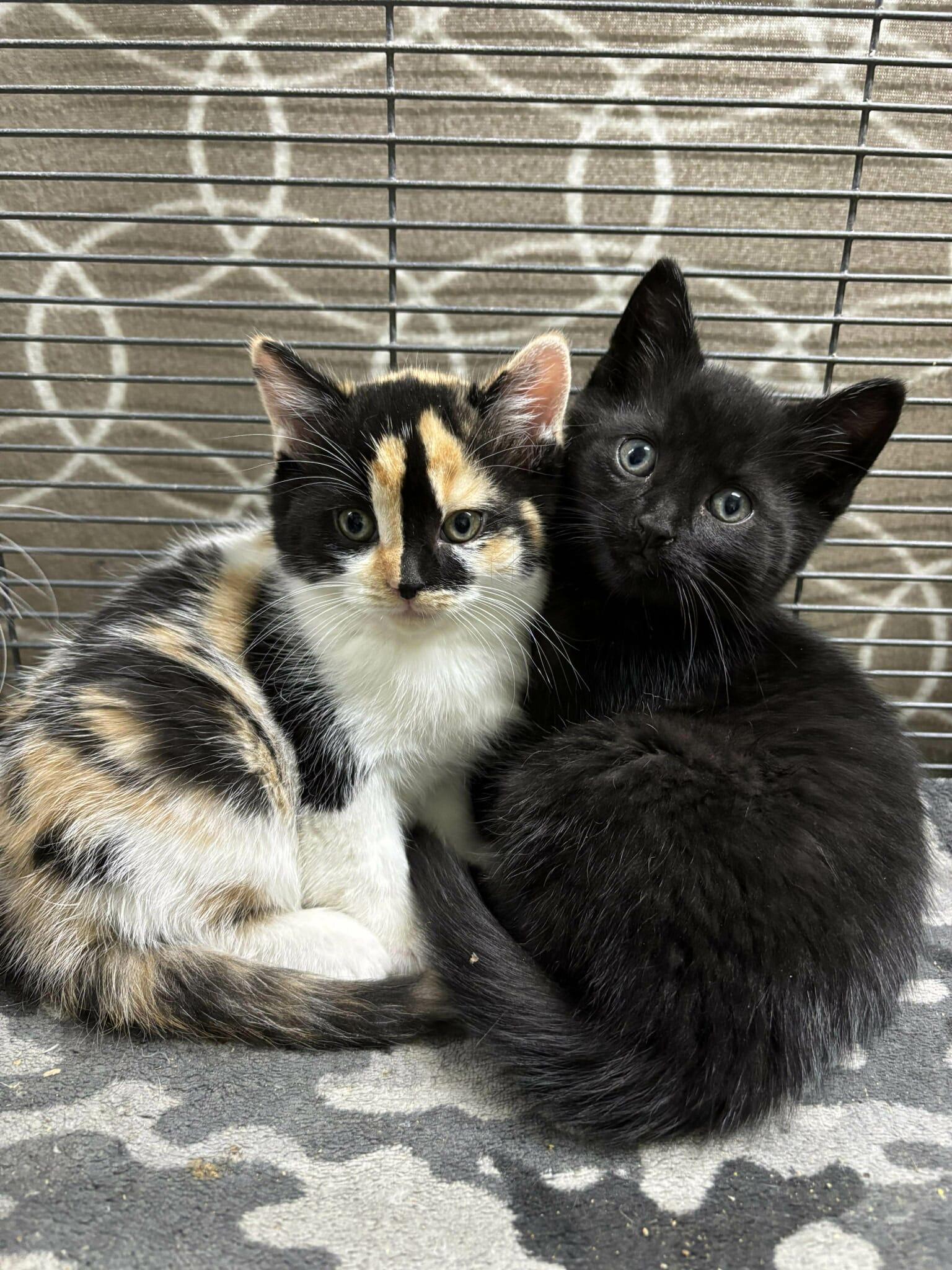 Enlarge OPHELIA, a Adoptable Domestic Short Hair in Tillsonburg, ON image 3/3