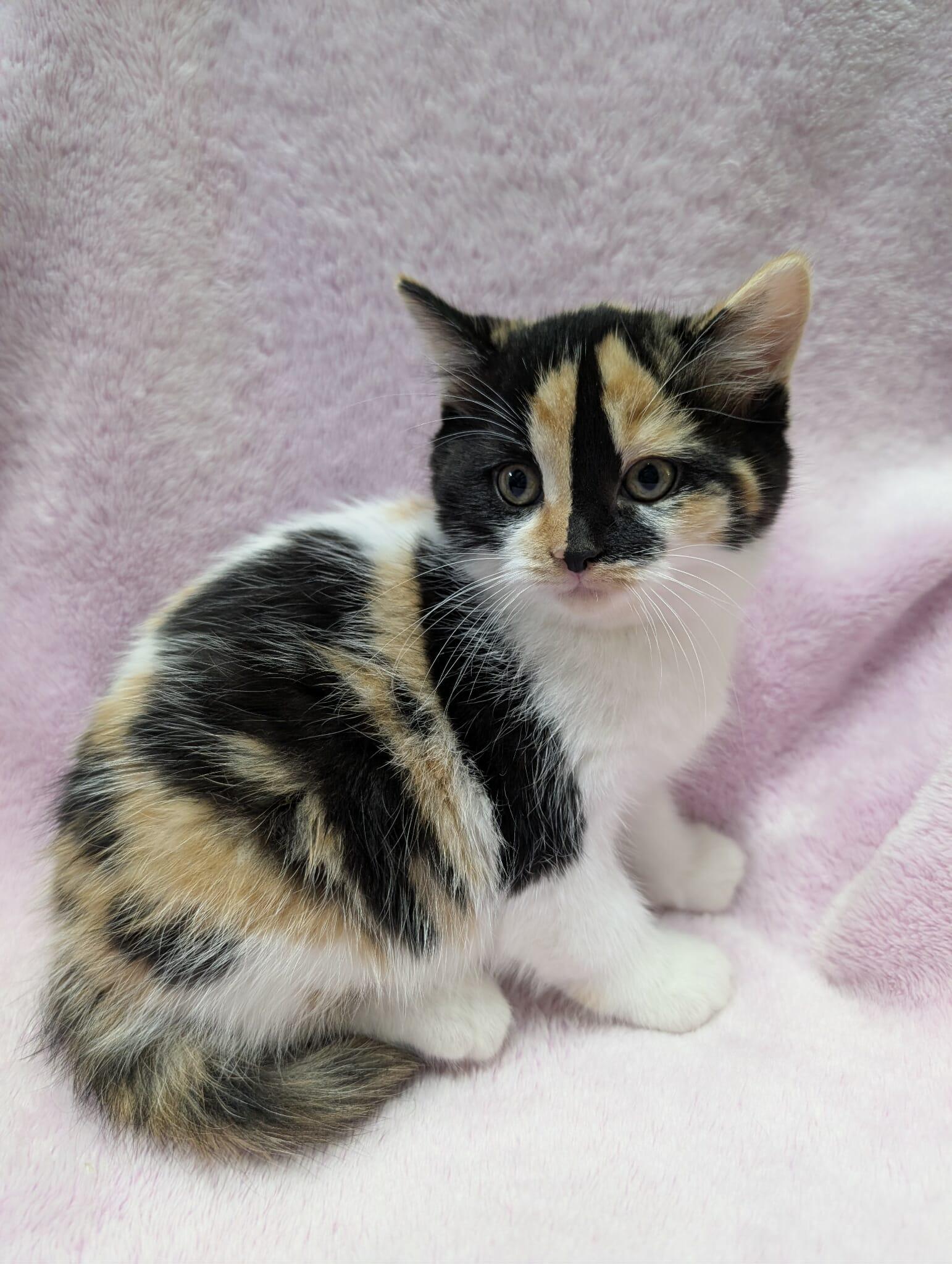 Enlarge OPHELIA, a Adoptable Domestic Short Hair in Tillsonburg, ON image 1/3