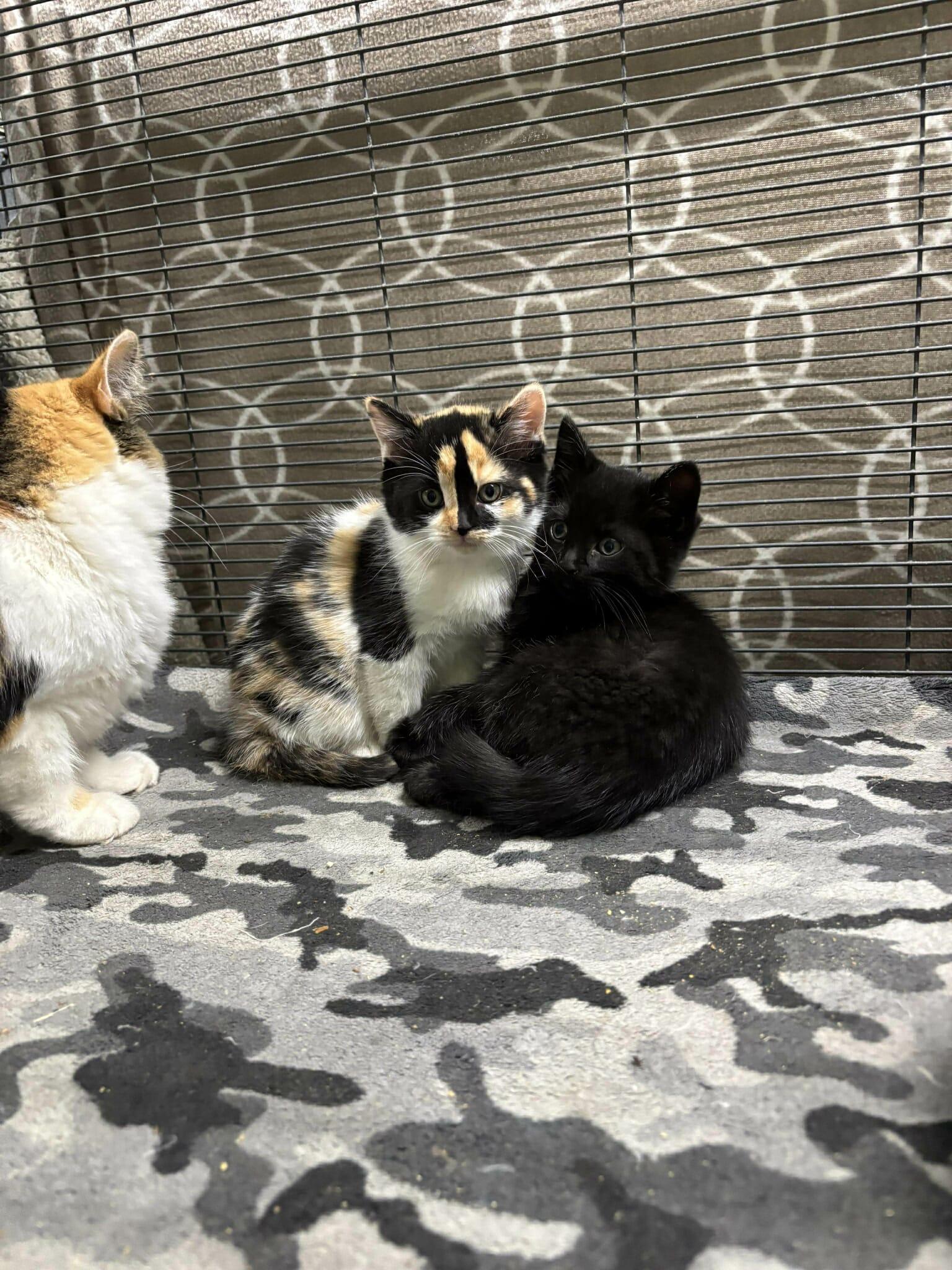 Enlarge OPHELIA, a Adoptable Domestic Short Hair in Tillsonburg, ON image 2/3