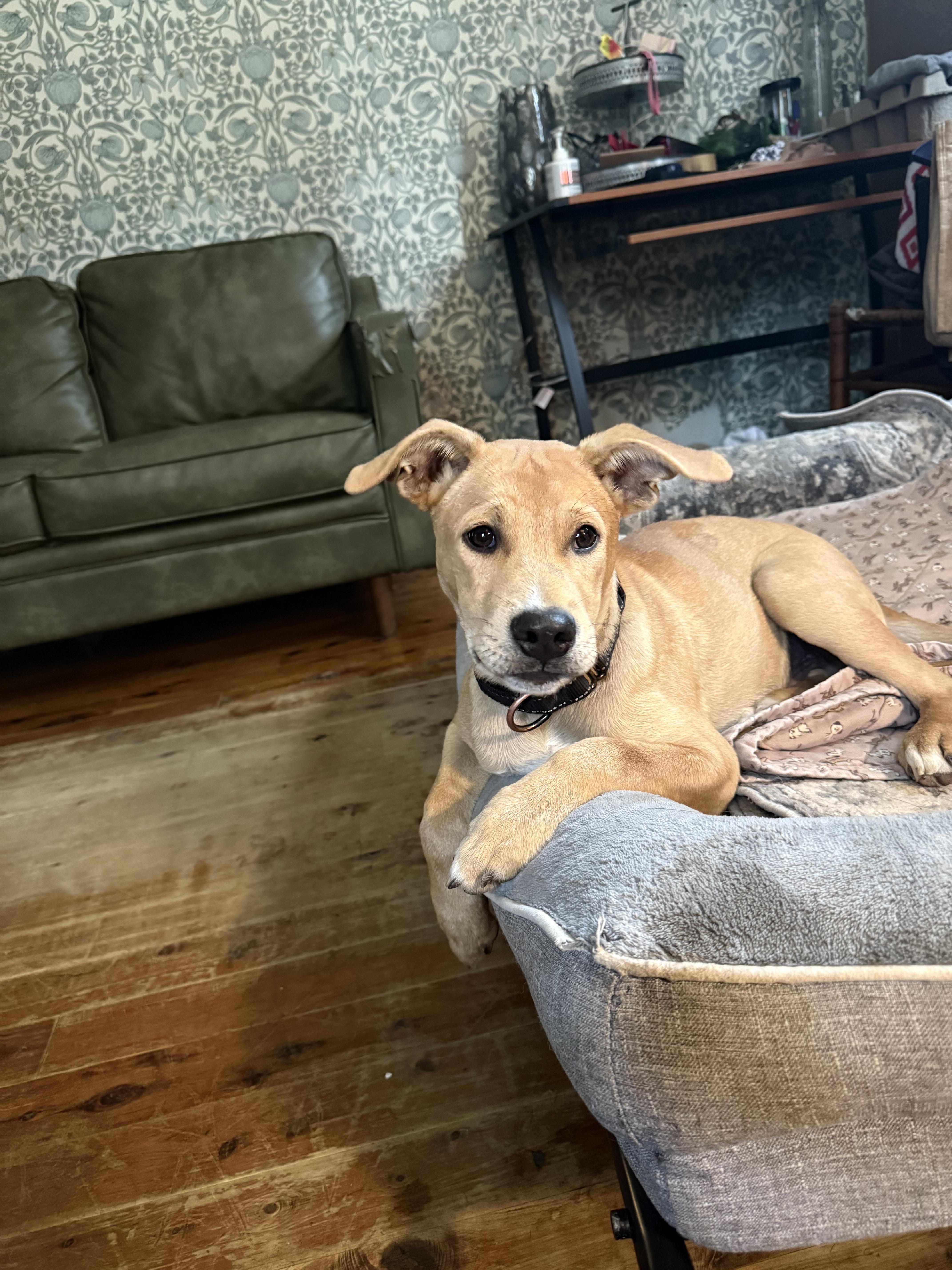 Enlarge Draco, a ADOPTABLE mixed breed in Albany, NY image 3/4