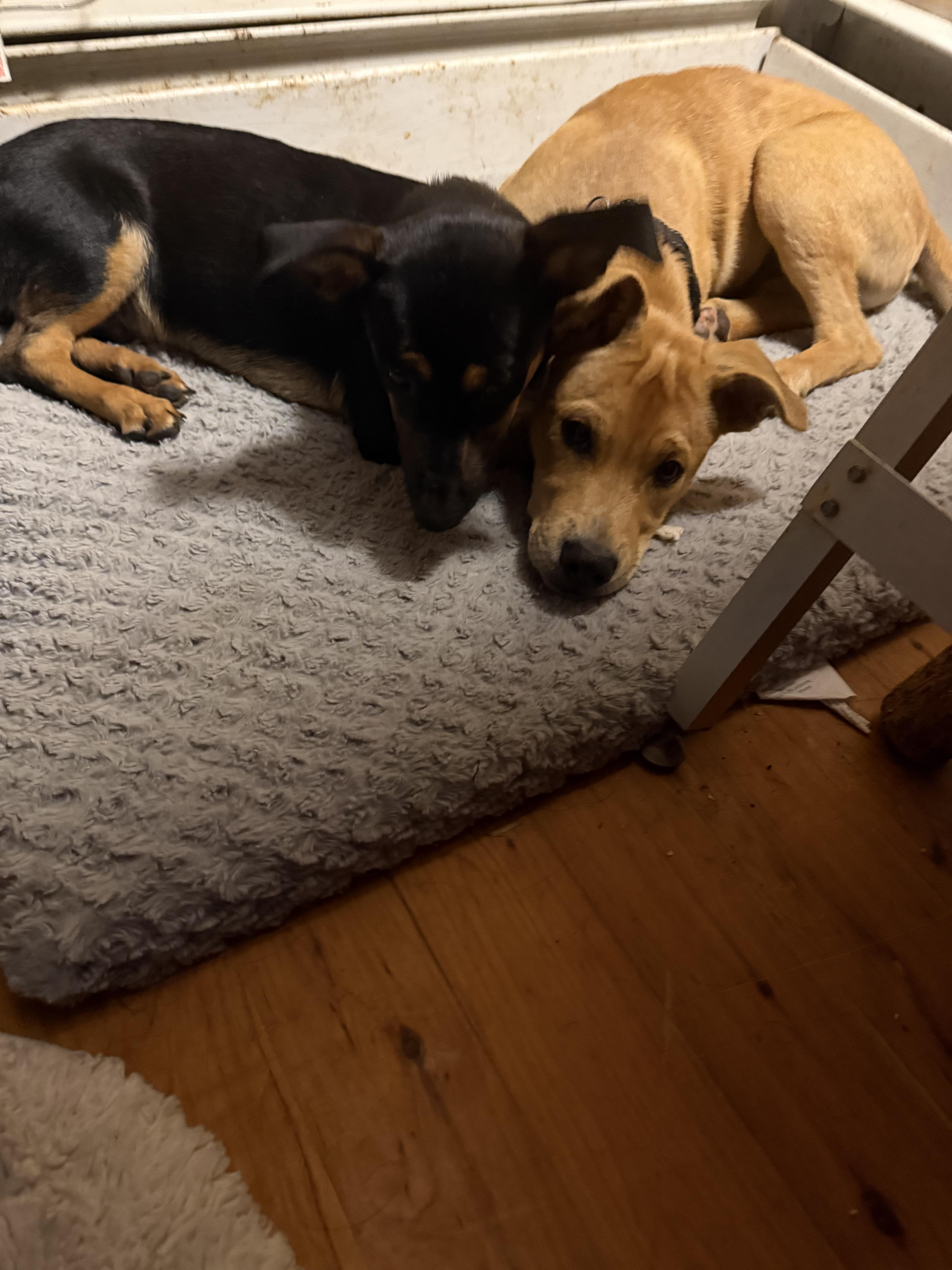 Enlarge Draco, a ADOPTABLE mixed breed in Albany, NY image 4/4