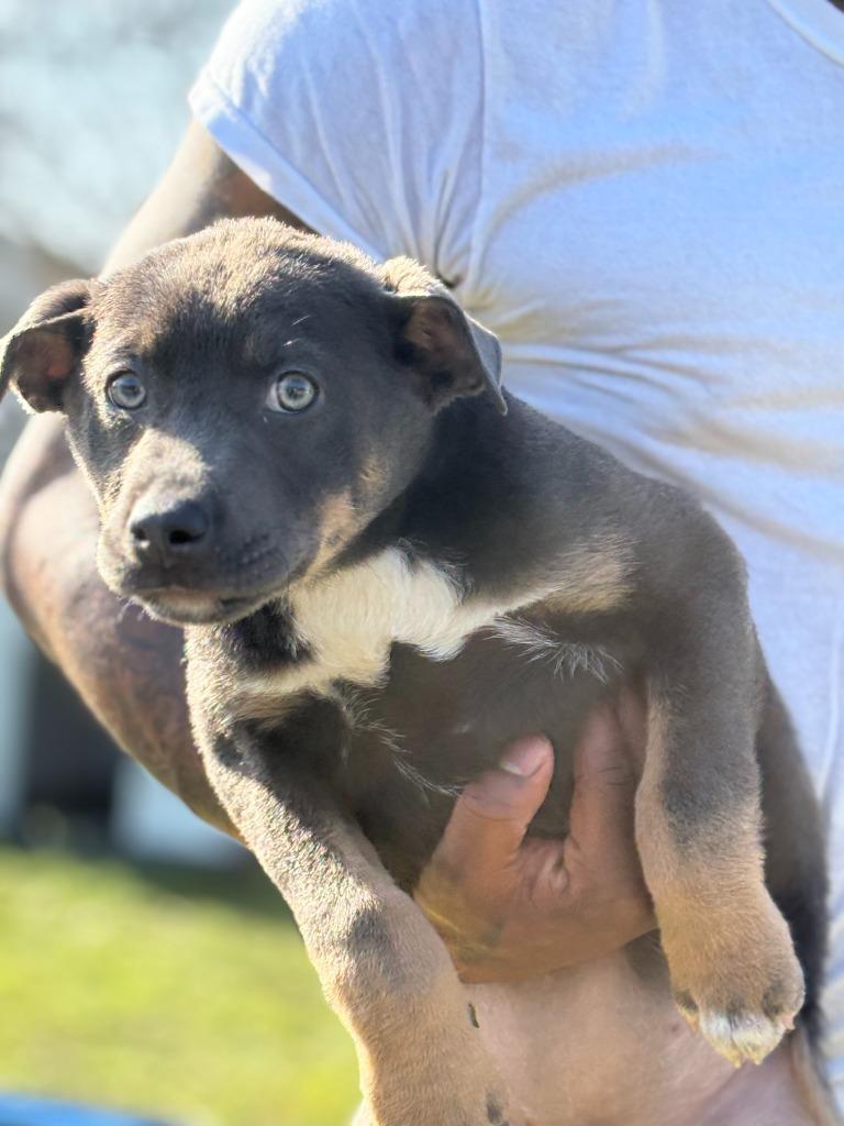 Enlarge Tritan, a Adoptable American Bully in Effingham, SC image 1/4