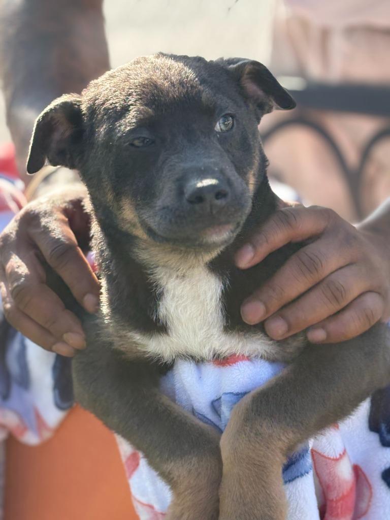 Enlarge Tritan, a Adoptable American Bully in Effingham, SC image 2/4