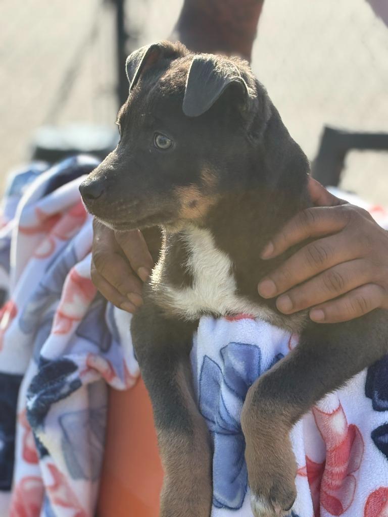 Enlarge Tritan, a Adoptable American Bully in Effingham, SC image 3/4