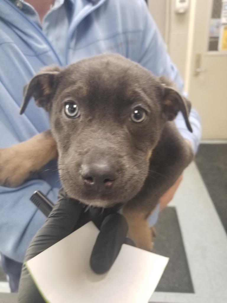 Enlarge Tritan, a Adoptable American Bully in Effingham, SC image 4/4