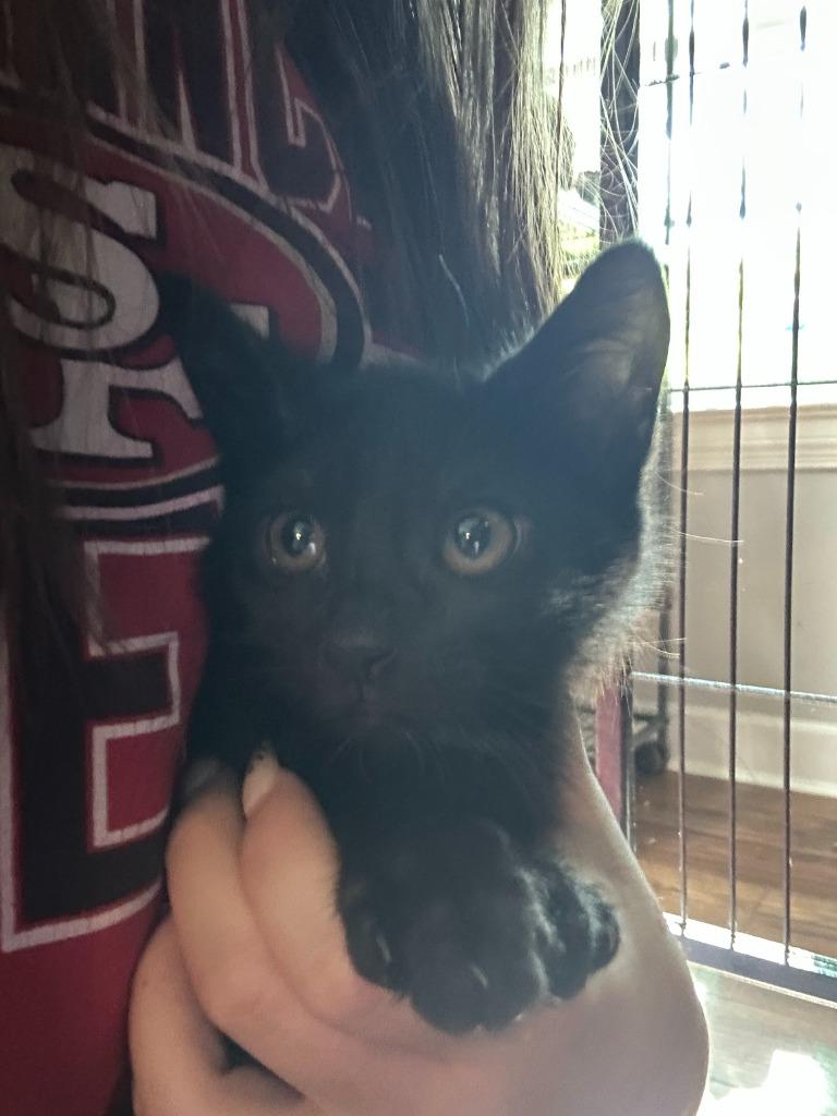 Enlarge Cobbler, a Adoptable mixed breed in Cumming, GA image 1/1