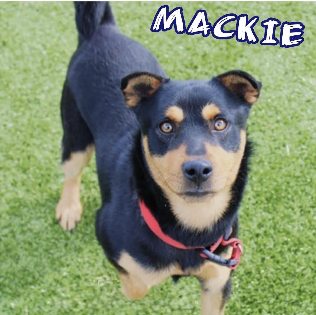 Enlarge Mackie , a ADOPTABLE mixed breed in Mount Croghan, SC image 3/3