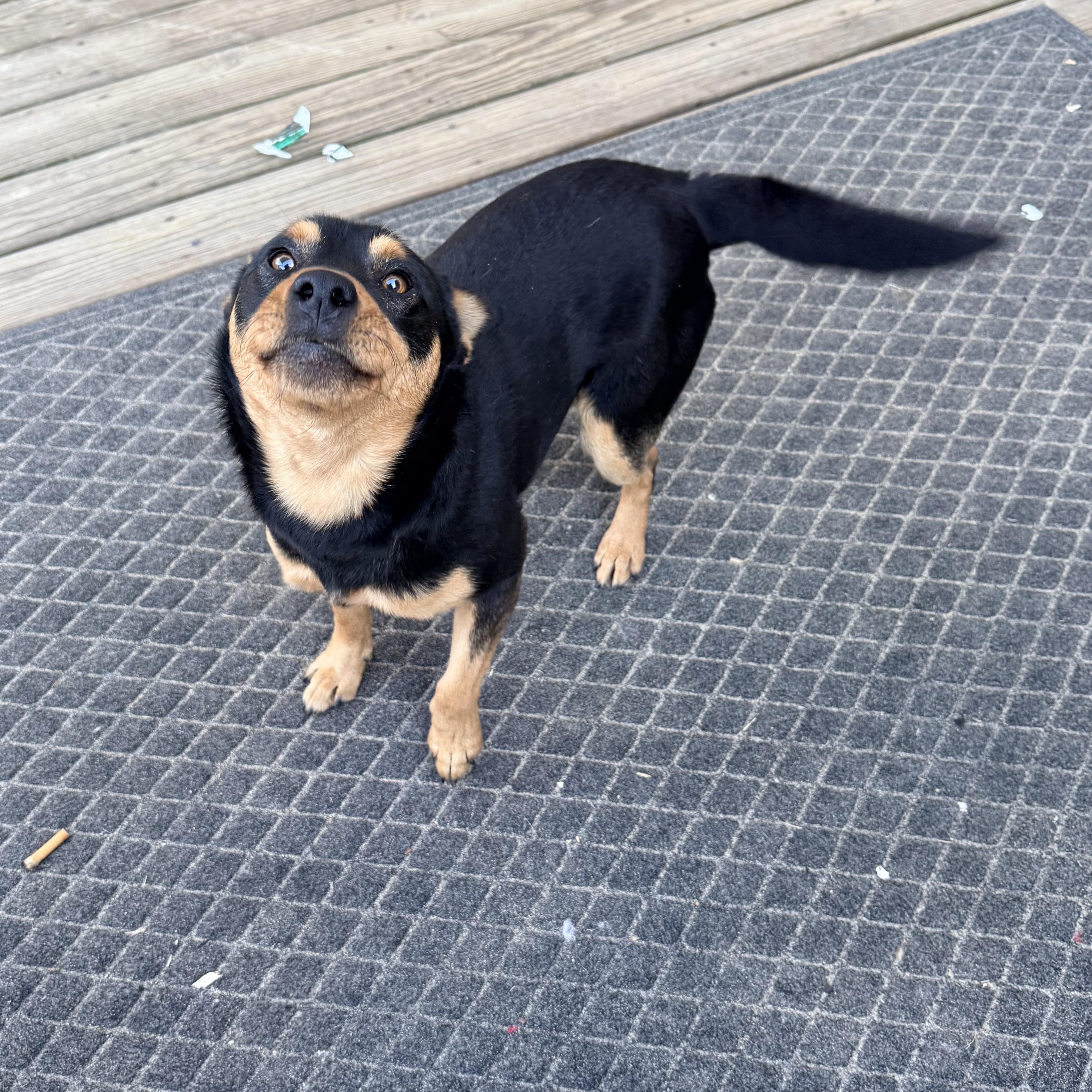 Enlarge Mackie , a ADOPTABLE mixed breed in Mount Croghan, SC image 2/3