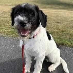Bud, adopted, Young Male Terrier.