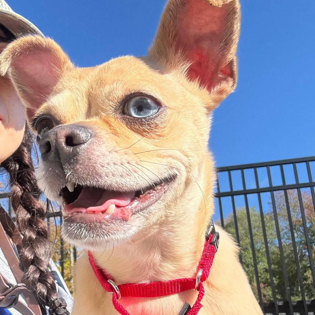 Buddy *available 10/18 at off-site adoption event, Adoptable, Young Male Chihuahua & Boston Terrier.