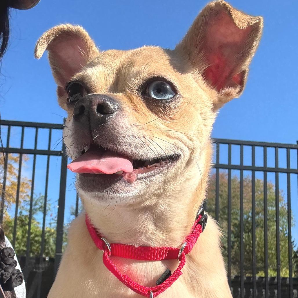Enlarge Buddy *available 10/18 at off-site adoption event, a Adoptable mixed breed in Briarcliff Manor, NY image 2/4