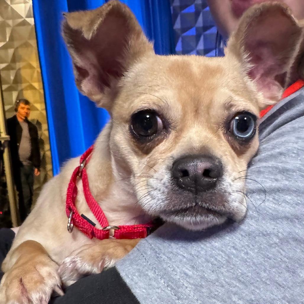 Enlarge Buddy *available 10/18 at off-site adoption event, a Adoptable mixed breed in Briarcliff Manor, NY image 3/4