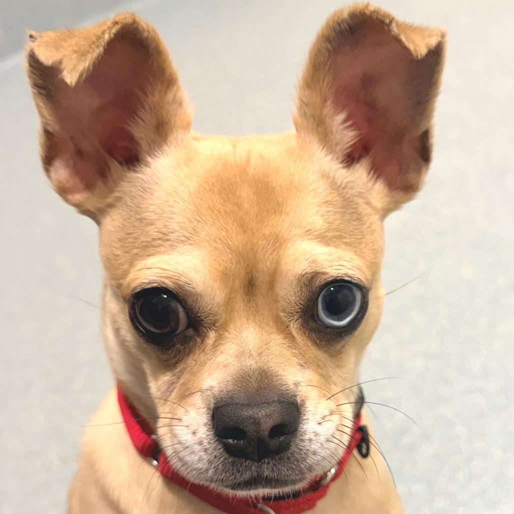 Enlarge Buddy *available 10/18 at off-site adoption event, a Adoptable mixed breed in Briarcliff Manor, NY image 4/4